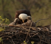 2018 05 05 StPaulEagles 12